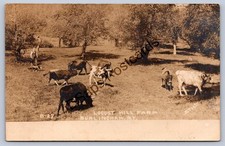 K69/ Burlingham New York RPPC Postcard c1910 Locust Hill Farm Cows 385 picture