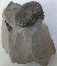 Grammoceras Ammonite Fossil In Matrix. Free Standing Genuine Whitby Jurassic UK picture