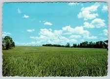 Matthew 13:38 Wheat Field With Tall Grass Distant Tree Line Cloudy Sky Postcard picture