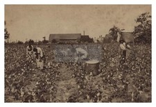 FORMER AFRICAN AMERICAN BLACK SLAVES PICKING COTTON CIRCA 1880s 4X6 PHOTO picture