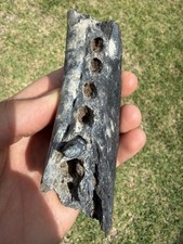 RARE FOSSIL ALLIGATOR JAW BONE WITH TOOTH (RESTORED/GLUED) PEACE RIVER picture