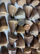 1  Giant large fossil Dinosaur Mosasaur Mosasaurus Tooth per lot. 70 MYO picture