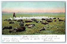Tuck's Postcard A Thousand Acre Alfalfa Field Farm Field Animals c1905 Antique picture
