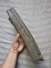 Rare Huge Partial Triceratops Rib Flank Fossil Dinosaur Bone picture