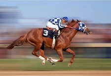 PT15 Secretariat the Famous Race Horse High Quality Art Photograph 8X10 Size picture