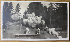 1910s RPPC - SCIO, OREGON antique real photo postcard UN-SHEARED SHEEP ON HILL picture