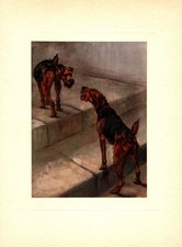 Antique Welsh Terrier Art Print c1910 Maud Earl Longmynd Welsh Terrier 7105s picture