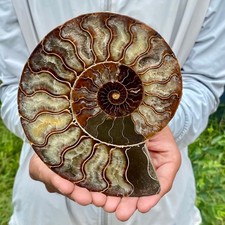 470G Natural agate fossil snail shaped convex round gemstone picture