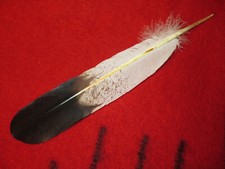 Native American made Hand painted Immature Golden Eagle Feathers for Regalia for picture