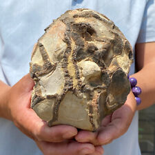 3.51LB Natural Septarium Dragon's Stone Septarian Raw Rough Mineral Specimen picture