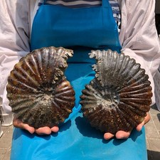 4.79LB 2PCS Natural Tentacle Ammonite Fossil Specimen Shell Healing Madagascar picture