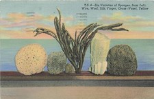 Postcard FL: Six Varieties of Sponges, Tarpon Springs, Florida Linen 1951 picture