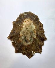 Formosa/SEASHELL/Cymbula oculus 81.3mm.South Africa picture