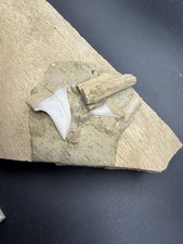 WHALE RIB BONE FOSSIL WITH MAKO SHARK TEETH IN MATRIX STH CALIFORNIA 7” picture