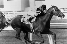 1978 Triple Crown Champion AFFIRMED Glossy 4x6 Photo picture