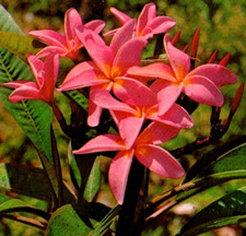 Vintage Card Chrome Greetings Hawaii Pink Plumeria Blossoms Fragrant Lei Flower picture