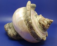 Extra Large Antique Turbo Mamoratus Shell 7