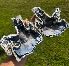 BEAUTIFUL ENORMOUS BLUE BLACK AGATIZED CORAL GEODE TAMPA BAY FL FOSSIL ROCK picture