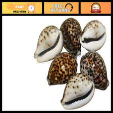US Shell, 6 Piece, Tiger Cowries Sea Shell, 6 to 7 Centimeters in Size, Brown picture