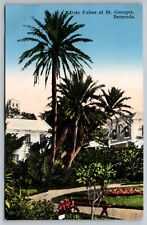 Date Palms at St. Georges, Bermuda Vintage Postcard picture