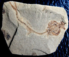 Argentinidae - Nice Oligocene fossil fish picture