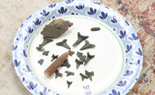 20 Plus Cretaceous Shark Teeth #16 picture