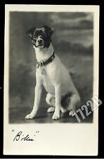1910s RPPC Alert Jack Russell Dog 