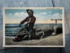 Vintage 1910s The Home Stretch Florida Alligator Black Americana Postcard  picture