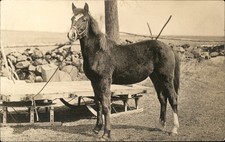 Bridled pony Horse c1900s-10s East Jaffrey NH Photog c1910 RPPC Postcard bhn picture