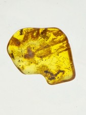 Rare 5x Multi Ant Baltic Amber Fossil - Five Ants Trapped Together - Display Box picture