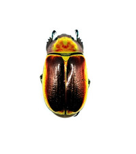 Chrysina aurigans RARE GOLD/RED beetle A1 30mm+ from COSTA RICA picture