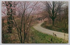 1958 Brown County Indiana Country Road in Spring Redbud Trees Postcard picture