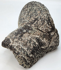Maiasaura Dinosaur Astragalus Fossil - Two Medicine Fm. - Teton Co., MT picture