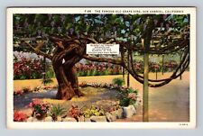 San Gabriel CA-California, Old Grape Vine, Antique, Vintage Souvenir Postcard picture
