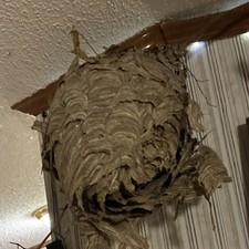Papery Wasp Paper Nest Real Insect Nest picture