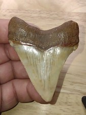 Real Rare Fossil Chubutensis Shark Tooth Sharks Teeth Meg Great W Fossils NC AU picture
