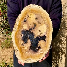 6.2LB Large Natural Petrified Wood Crystal Fossil Slice Shape Healing Specimen picture