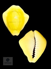 Monetaria moneta 25.67 mm — Indonesia picture