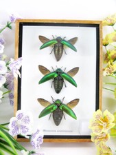 3 Sternocera aequisignata in 3D Display Case - Real Exotic Insects - New picture