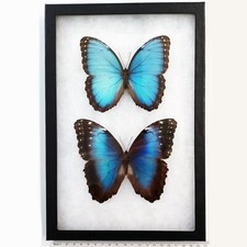 Morpho peleides MALE + FEMALE PAIR blue butterflies Costa Rica FRAMED picture