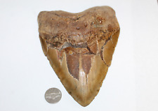 MEGALODON Fossil Giant Shark Teeth All Natural Large 6.37