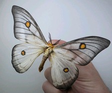 Ceranchia Apollina A-/A2 Set Specimens. Wings Spread. Entomology  picture