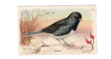 1915 J5 #30 Junco, Useful Birds of America 1st Series, Arm & Hammer, 3rd we have picture
