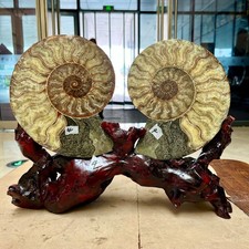 5.7 lb  Ammonite Fossil Pair Slices Polished Spiral Shell Display Stand picture