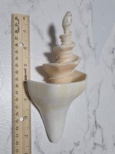 Syrinx Aruanus Australian Trumpet Conch Seashell Sea Shell Spiral Cut picture