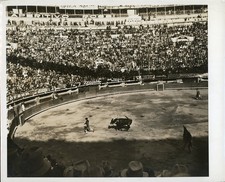 GA317 Approx 1930s-40s Original Photo BULL CHASING MATADOR TO CALLEJON WALL picture