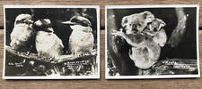 Queensland Government Photo Cards 7cm x 9cm Kookaburras Koalas Australiana picture