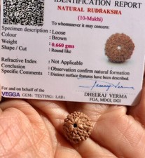 LAB CERTIFIED 10 Mukhi RUDRAKSHA, 10 Ten Face Rudraksham 1 Piece, Small Size picture