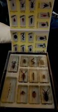 100% Full Set 11 Large Real Exotic Bugs With Sticker Labels picture