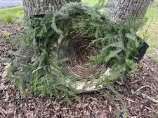 Great Horned Owl Nest Cone picture